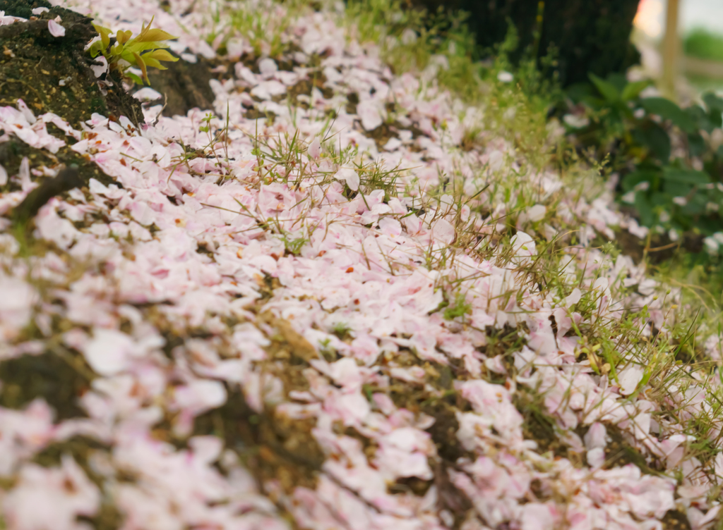 桜絨毯