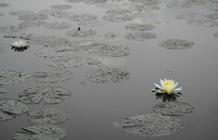 water lily