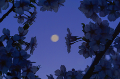 月と桜①