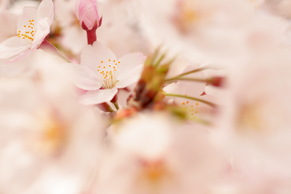桜②