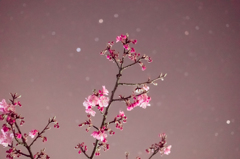 河津桜　夜景①