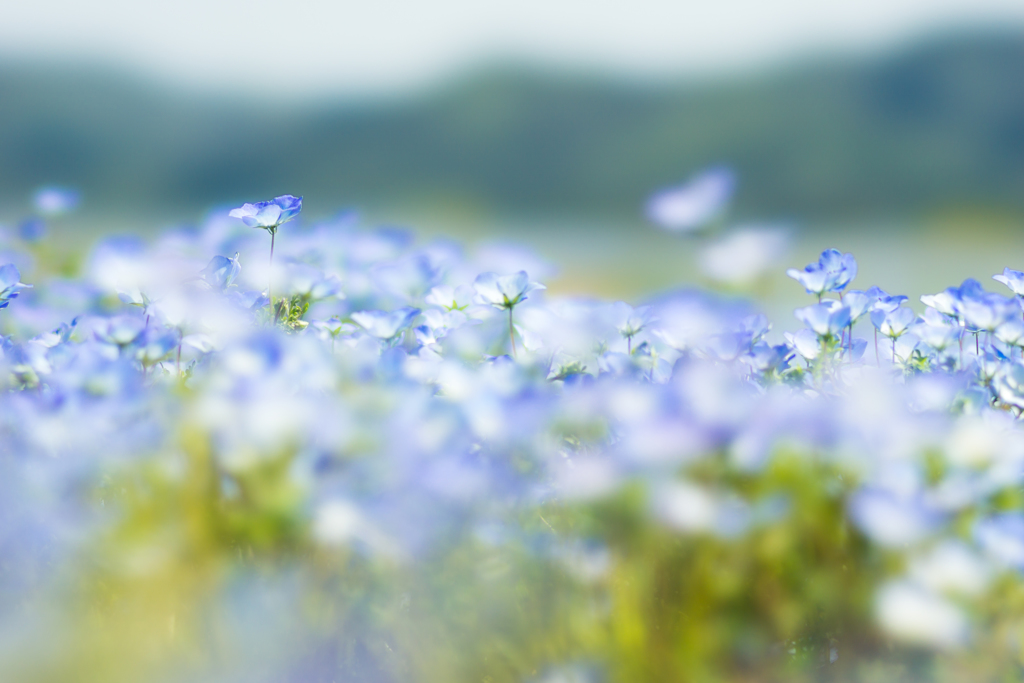 青い花