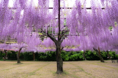 藤雨