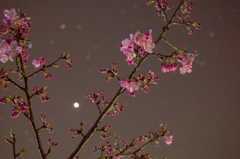 河津桜　夜景③