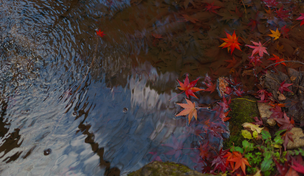 水面の紅葉