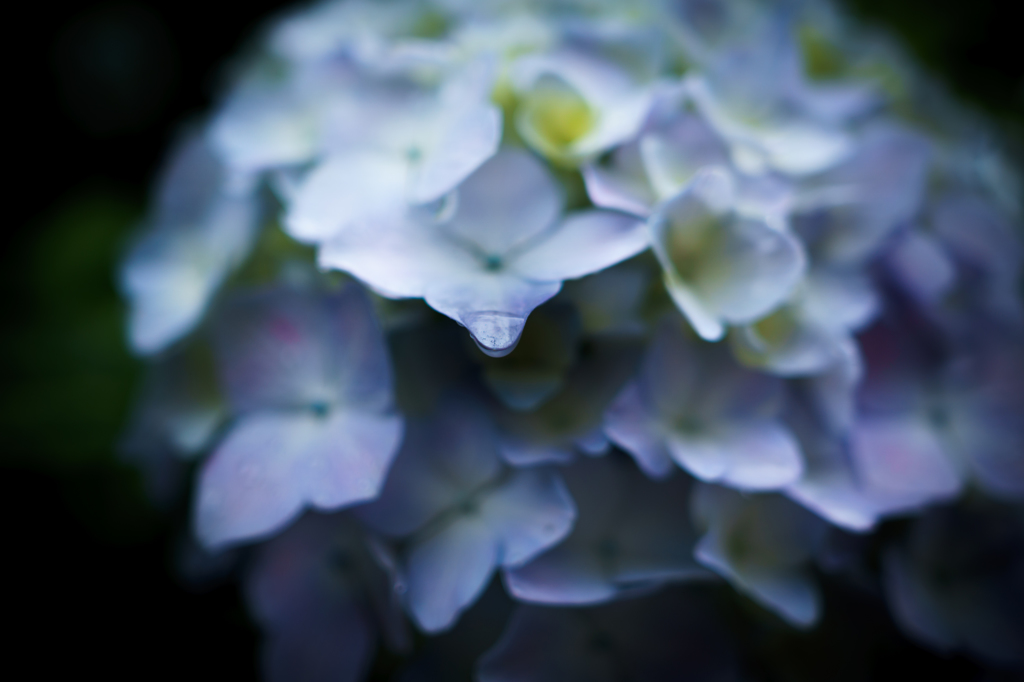 あじさいdrop