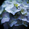 あじさいdrop