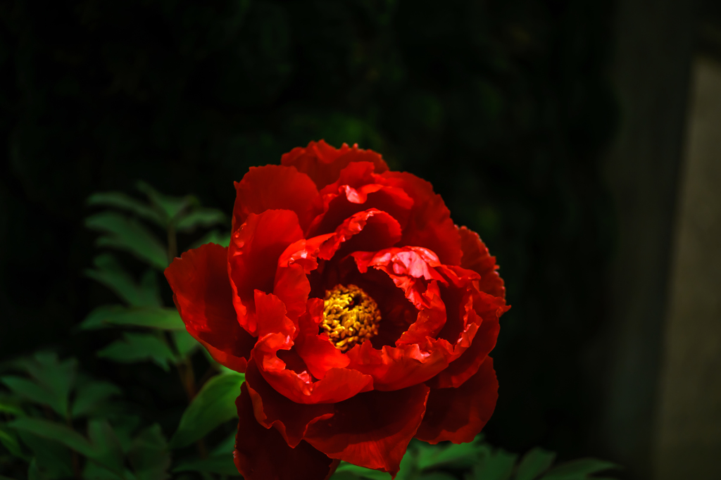 紅