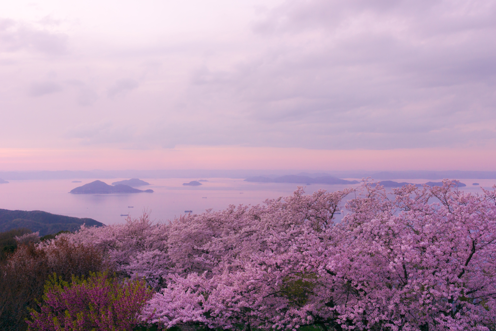 紫雲出