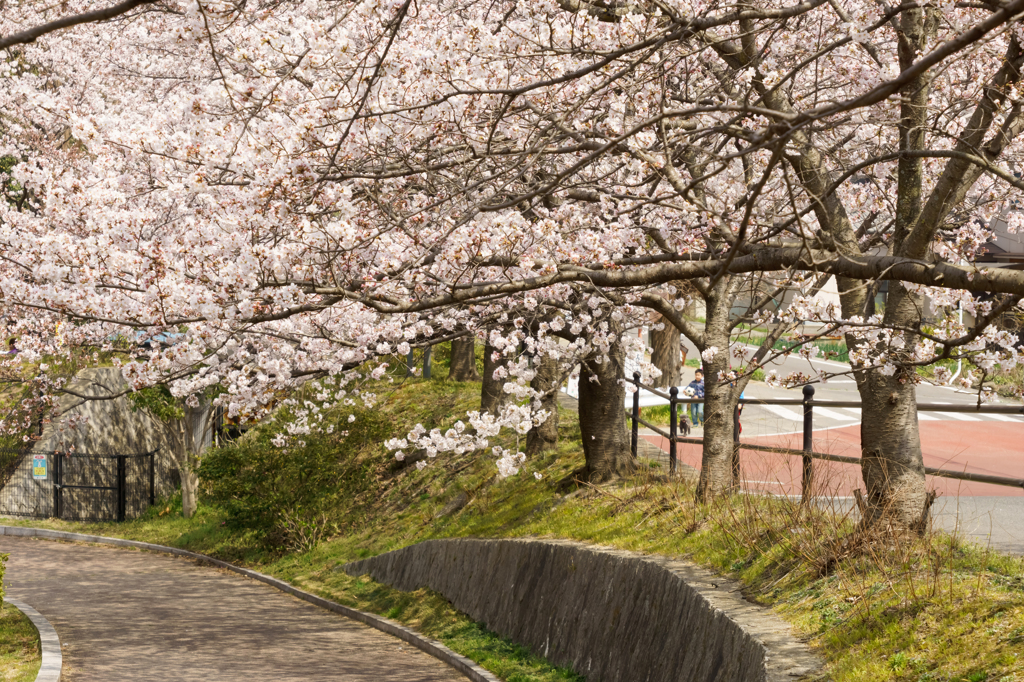 桜小道①