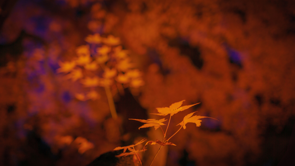 紅葉