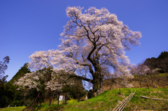 大きなノッポの古桜