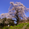 大きなノッポの古桜