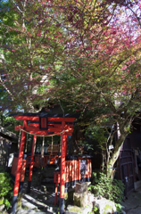 紅煌く