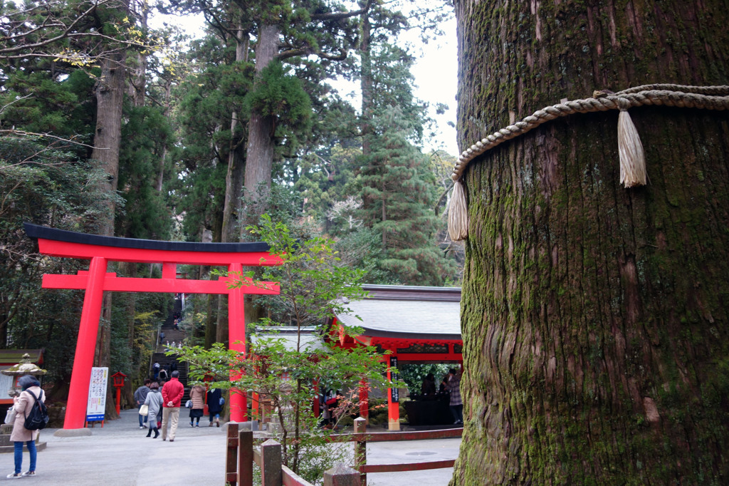 箱根神社参道