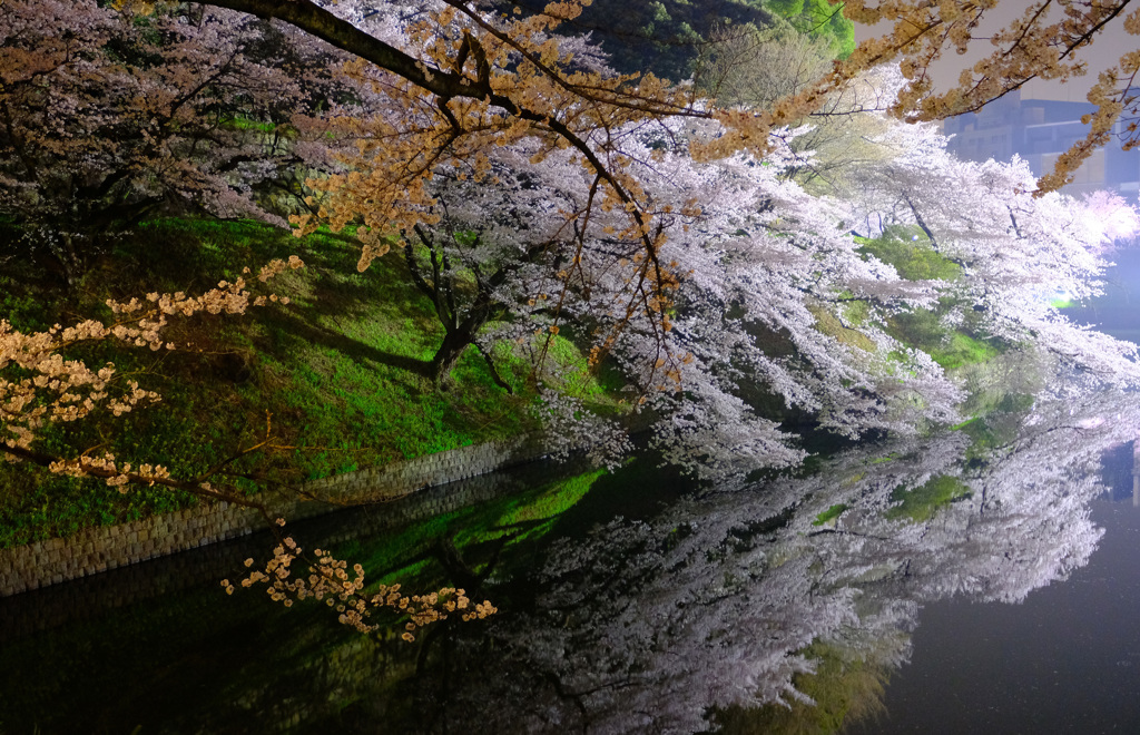 夜さくら・千鳥ヶ淵　Ⅰ