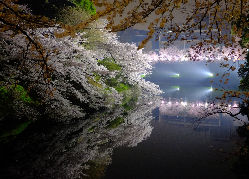 夜さくら・千鳥ヶ淵　Ⅱ