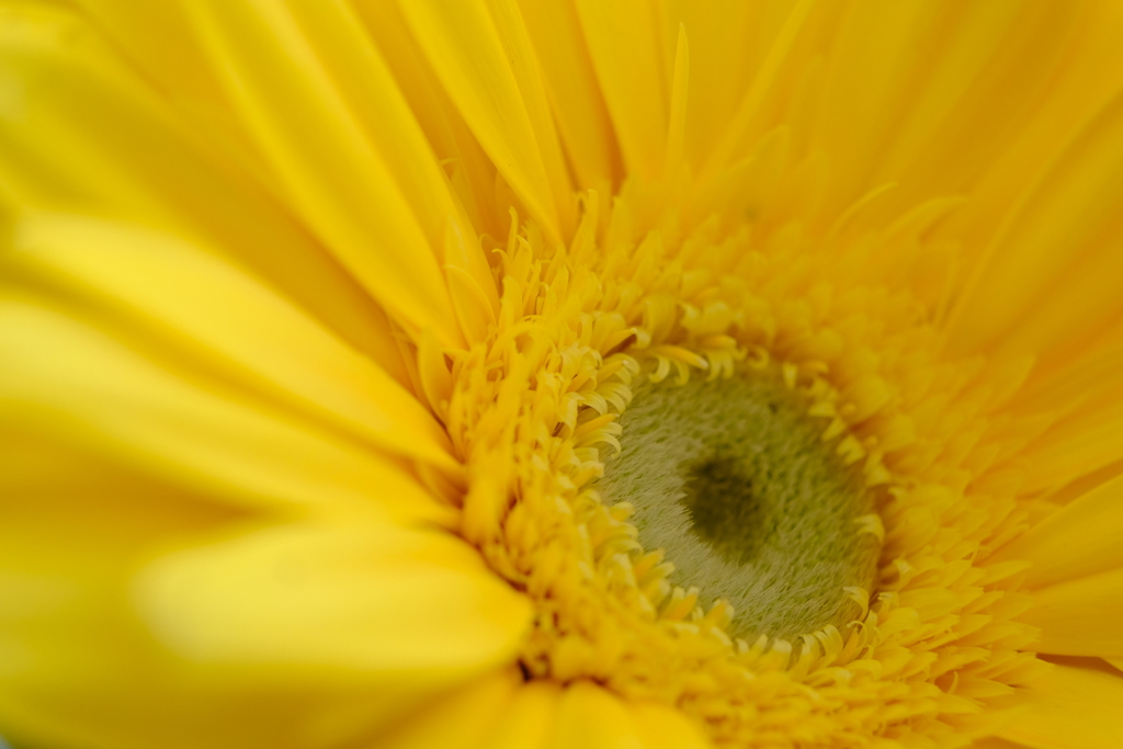 Gerbera