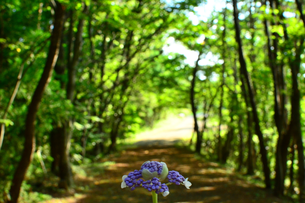 散歩