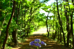散歩
