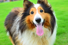 愛犬。芝生きれい