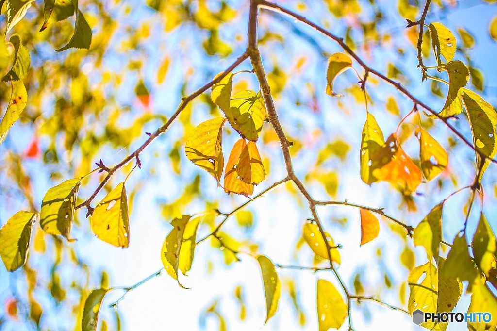 Last Autumn2