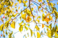 Last Autumn2