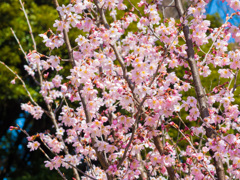 とある桜
