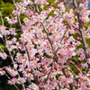 とある桜