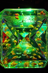 金魚エメラルド