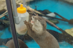 腹減りカワウソ