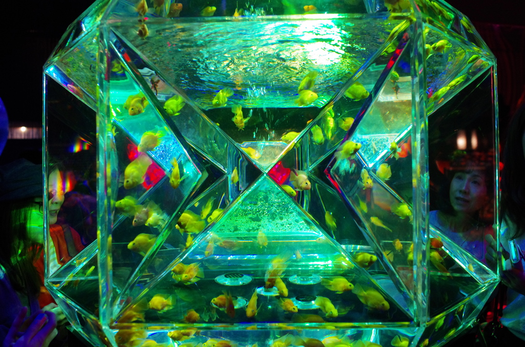 金魚石
