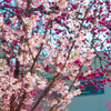 四季咲きの桜と寒緋桜