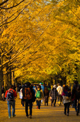 語らっているイチョウ並木