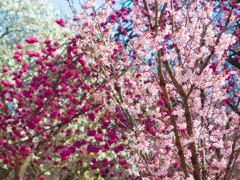 桜まみれ