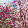 桜まみれ