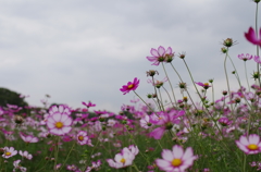 秋桜海
