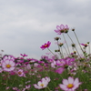 秋桜海