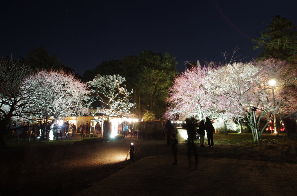 夜梅