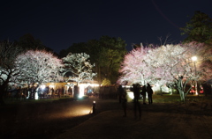 夜梅