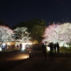 夜梅