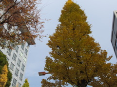 秋がビルの谷間に・・・