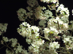 夜桜のつもりが・・・