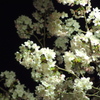 夜桜のつもりが・・・