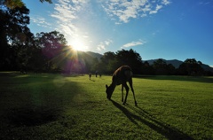 奈良公園