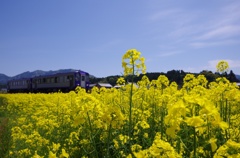 菜の花