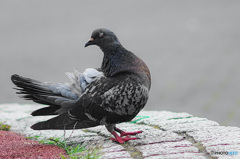 鳩だって