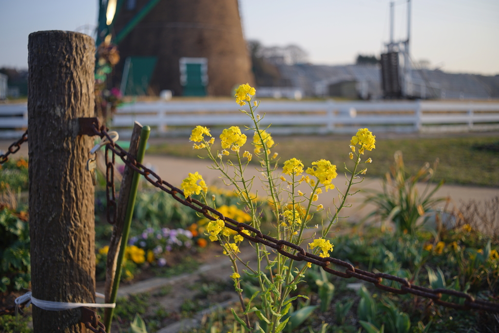 錆びついた鎖の後ろに菜の花