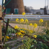 錆びついた鎖の後ろに菜の花