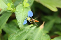 1センチのホバリング